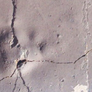 55-Million-Year-Old Predatory Mammal Footprint Found in Antarctica