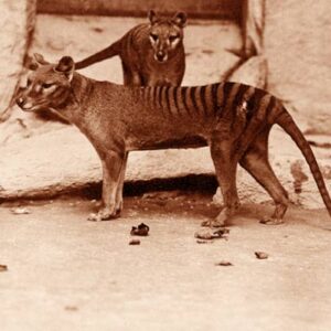 Tasmanian Tiger’s Skull Reveals Hunting Style with No Modern Match