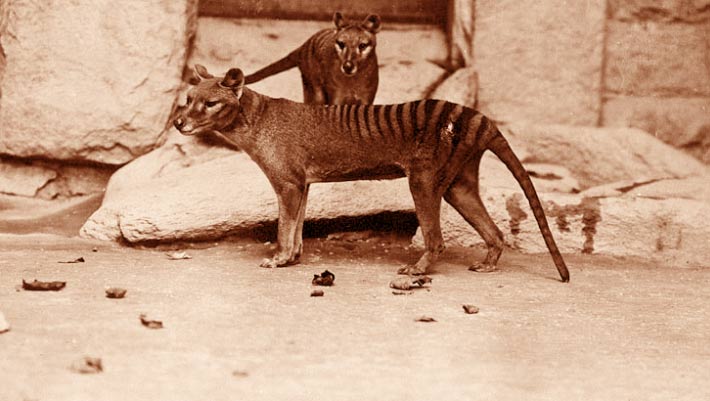 Tasmanian Tiger’s Skull Reveals Hunting Style with No Modern Match