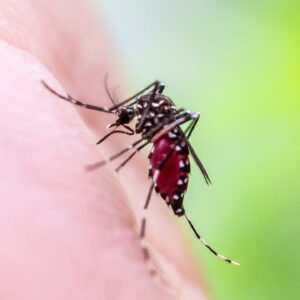 ‘It’s in the realm of possibility’: Climate change is spurring a reemergence of yellow fever, and the US could face future threats