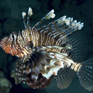 Sunken WWII hospital ship colonized by devil firefish and rare monk seals