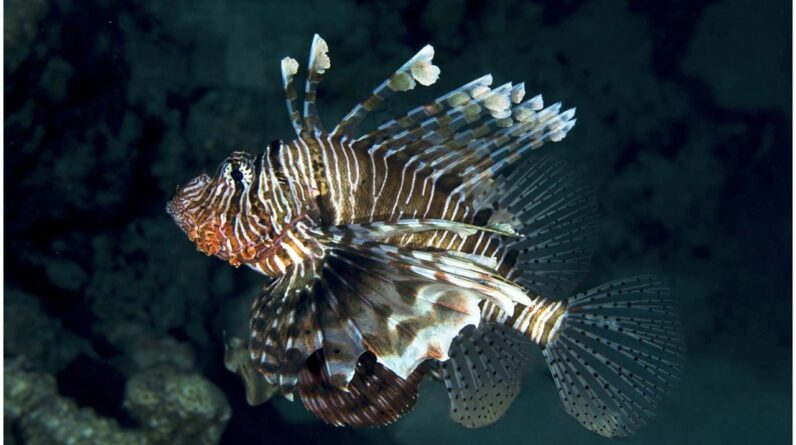 Sunken WWII hospital ship colonized by devil firefish and rare monk seals