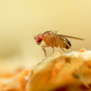 Just like a fruit fly, a new algorithm never forgets old scents