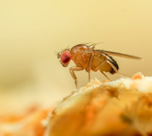 Just like a fruit fly, a new algorithm never forgets old scents