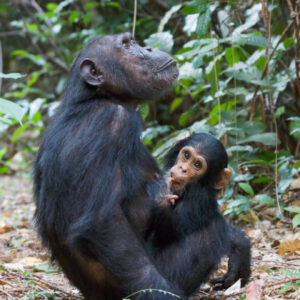 Young Chimps Develop Their Own Accents, New Study Finds
