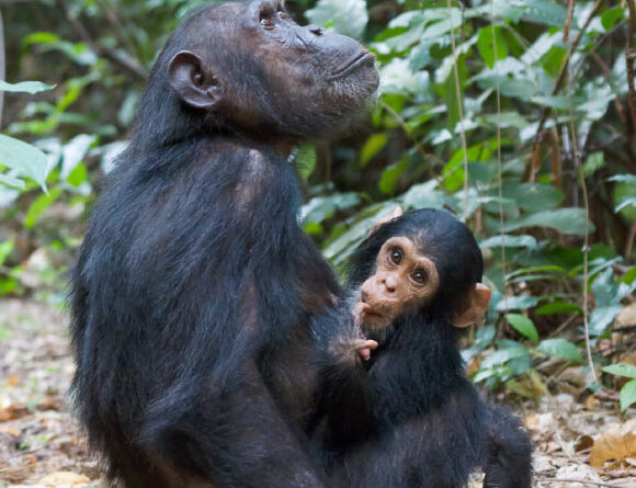 Young Chimps Develop Their Own Accents, New Study Finds