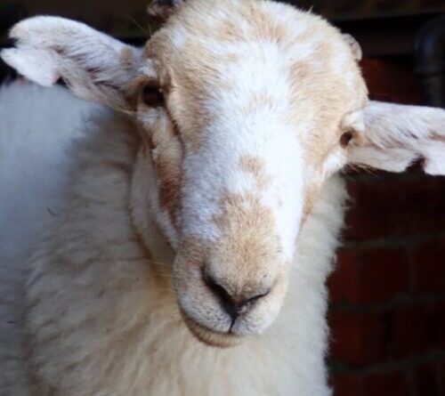 Medieval manuscripts are “biological time capsules” for deadly sheeppox virus