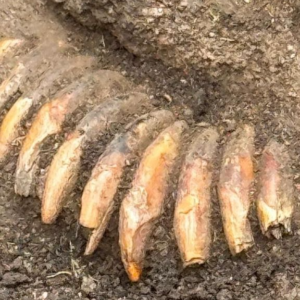 Excavation in Poland reveals Stone Age man buried with decapitated heads and a tooth necklace