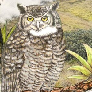 New Owl Species Discovered in Peru