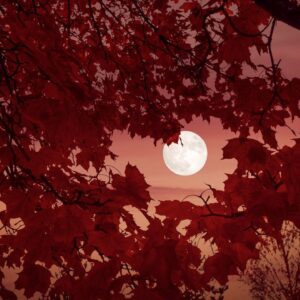 Fall stargazing 2026: The best skywatching sights in autumn (and how to see them)