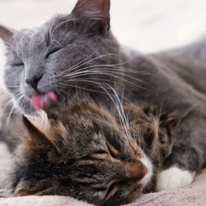 Why do cats lick each other?