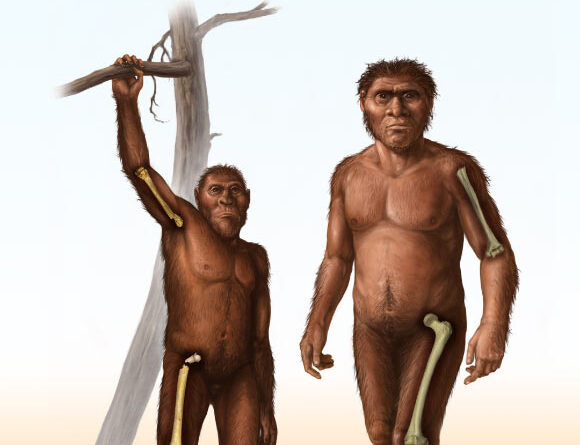 Fossil Evidence Suggests Early Homo Had Abandoned Tree-Climbing by 1.8 Million Years Ago