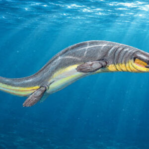 Paleontologists Uncover New Mosasaur Species in Egypt’s Western Desert