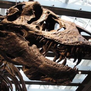 Scientists finally figured out the temperature of T. rex’s blood ‪— and it was as hot as ours