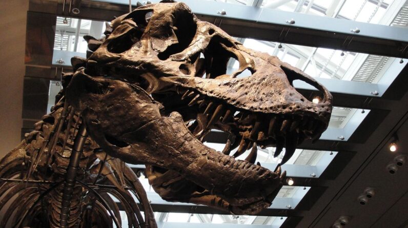 Scientists finally figured out the temperature of T. rex’s blood ‪— and it was as hot as ours