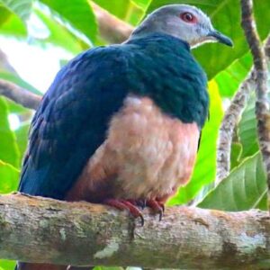 New Species of Imperial Pigeon Identified