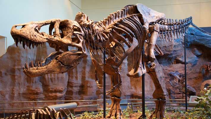 Tyrannosaurus rex Had Mammal-Like Body Temperature, Study Finds