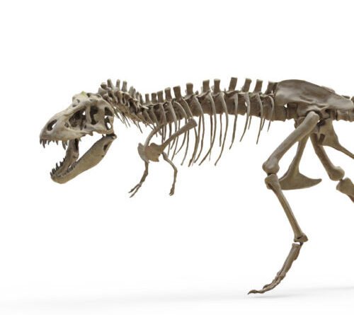 T. rex teeth indicate it ran as warm as an elephant