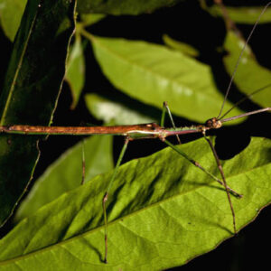 Two New Stick Insect Species Discovered in Australia