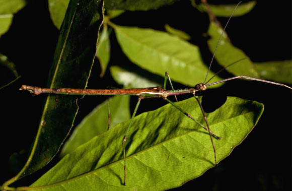Two New Stick Insect Species Discovered in Australia