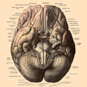 Human Brain is Two Organs Fused Together, Study Suggests