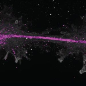 Newfound ‘fire amoeba from the Cascades’ sets record for the hottest temperature complex life can survive at