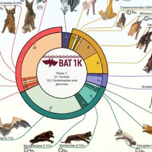 Bats Originated in Europe, Genetic and Fossil Evidence Suggests