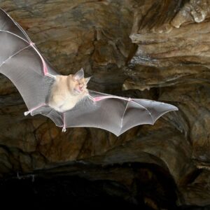 Earth’s first bats didn’t come from where we thought, landmark genetic study reveals