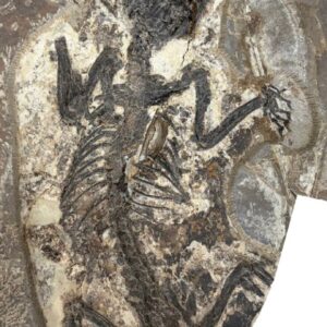 120-Million-Year-Old Fossil Pushes Back Origin of Marsupial Lineage