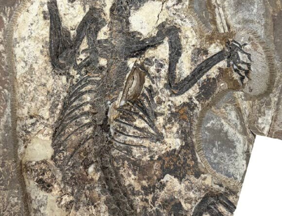 120-Million-Year-Old Fossil Pushes Back Origin of Marsupial Lineage