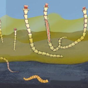 Chemosymbiosis between Animals and Microbes May Predate the Cambrian: Study