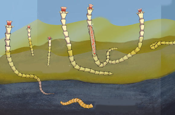 Chemosymbiosis between Animals and Microbes May Predate the Cambrian: Study