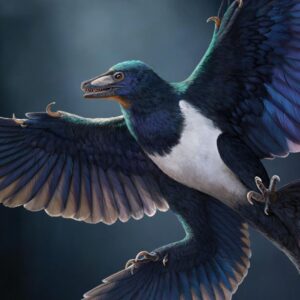 Remarkably preserved feathered dinosaur discovered in China reveals new secrets of flying predator evolution