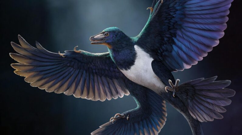 Remarkably preserved feathered dinosaur discovered in China reveals new secrets of flying predator evolution