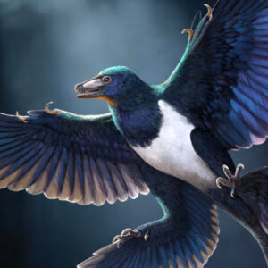New Feathered Dinosaur Suggests Flight Evolved More Than Once among Birds’ Closest Relatives