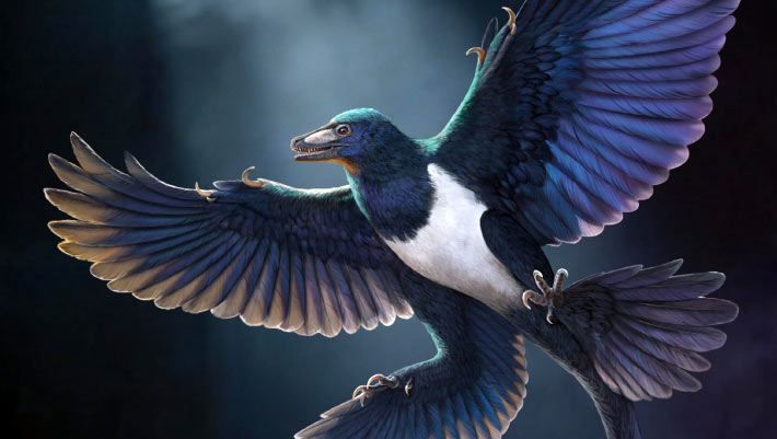 New Feathered Dinosaur Suggests Flight Evolved More Than Once among Birds’ Closest Relatives