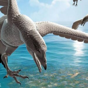New Enantiornithine Bird Joins Australia’s Sparse Fossil Record
