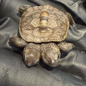 Rare two-headed turtle hatchling discovered on Cape Cod