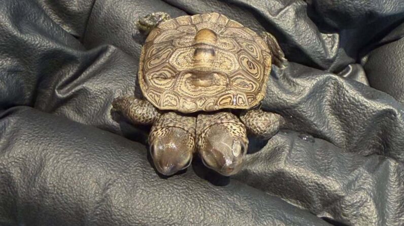 Rare two-headed turtle hatchling discovered on Cape Cod