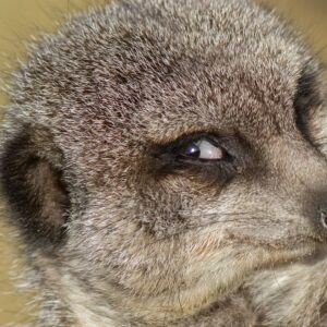 Do animals experience schadenfreude?