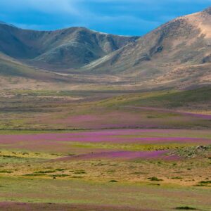 Colorful wildflowers bloom across Chile’s Atacama Desert in wake of ‘super’ El Niño
