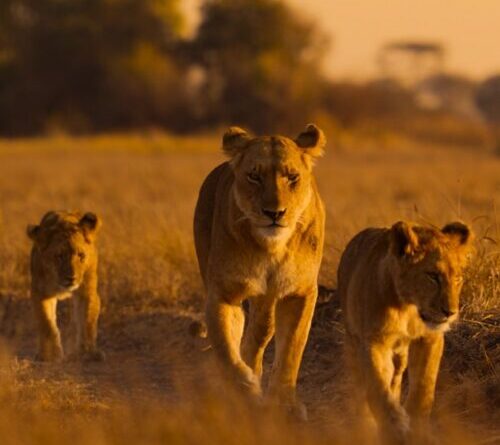 Lions and cheetahs and chimps, oh my: a spotlight on Africa’s diverse wildlife