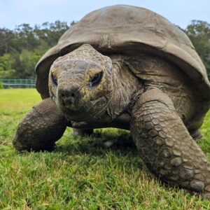 Scientists discover the genetic secrets that may have helped Jonathan the tortoise live to 194 years old