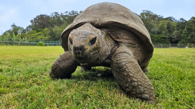 Scientists discover the genetic secrets that may have helped Jonathan the tortoise live to 194 years old