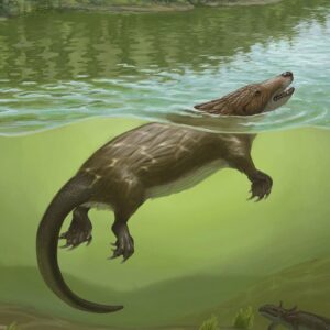 ‘It looks like a chimera’ — 168 million years ago, a strange platypus-like mammal relative lived in China alongside dinosaurs