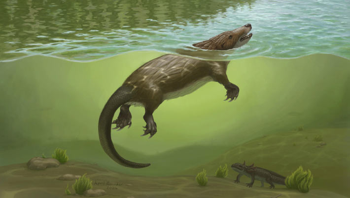 Jurassic Fossil Shows Mammal-Like Throat Evolved Far Earlier Than Thought