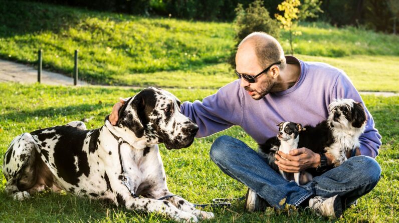 Big dogs age faster at an epigenetic level, new study finds