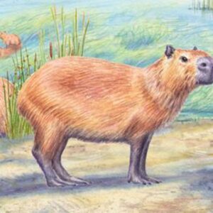 ‘Freakish’ discovery of 9 million-year-old capybara tooth supports idea that Atacama wasn’t always a desert