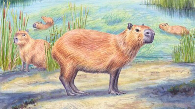 ‘Freakish’ discovery of 9 million-year-old capybara tooth supports idea that Atacama wasn’t always a desert