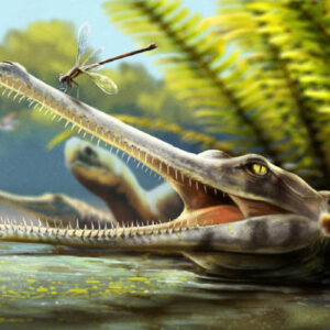 Jurassic Crocodile Relative from Morocco Had Needle-Thin Teeth